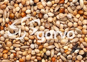 3838 tropical gold  20kg