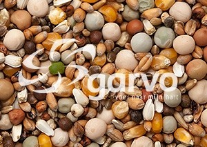 5587 prestige junior groei  20kg